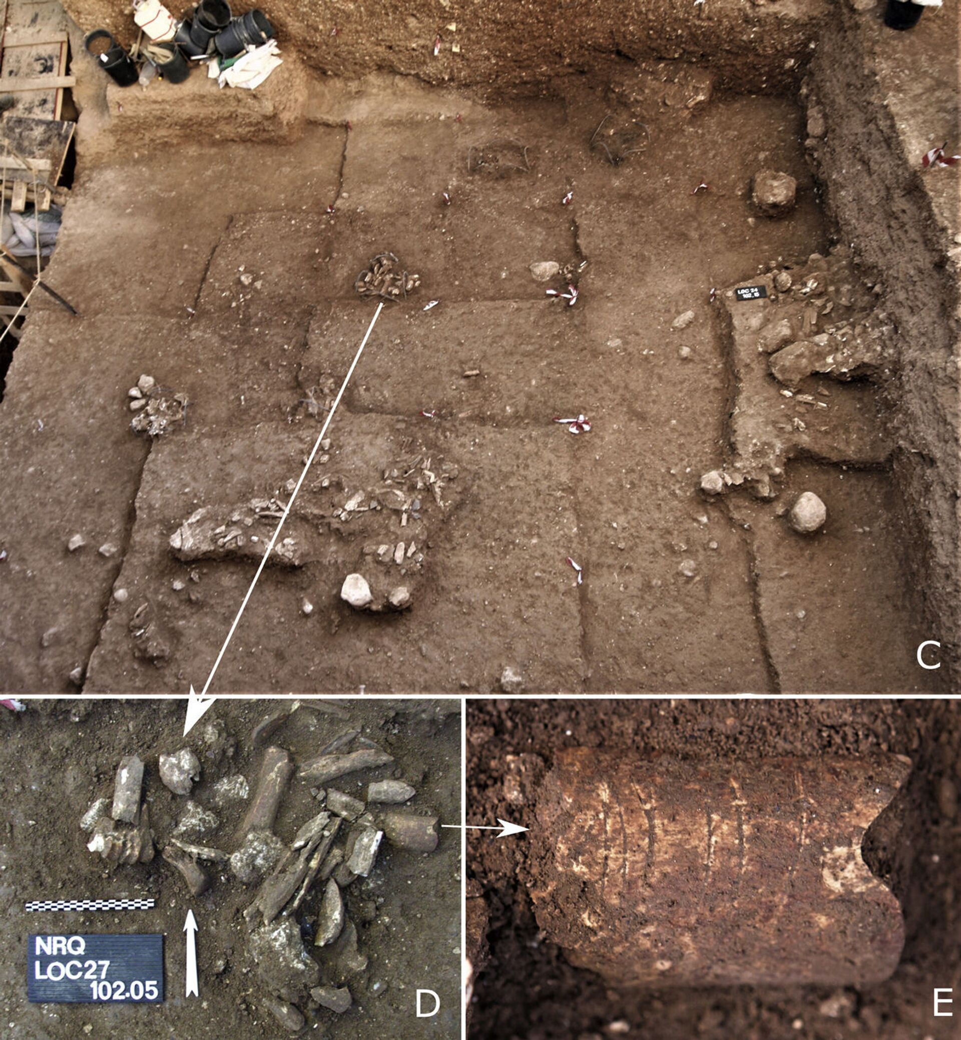 Gravuras de 120 mil anos talhadas em osso podem ser símbolos mais antigos feitos por humanos (FOTOS) - Sputnik Brasil, 1920, 04.02.2021