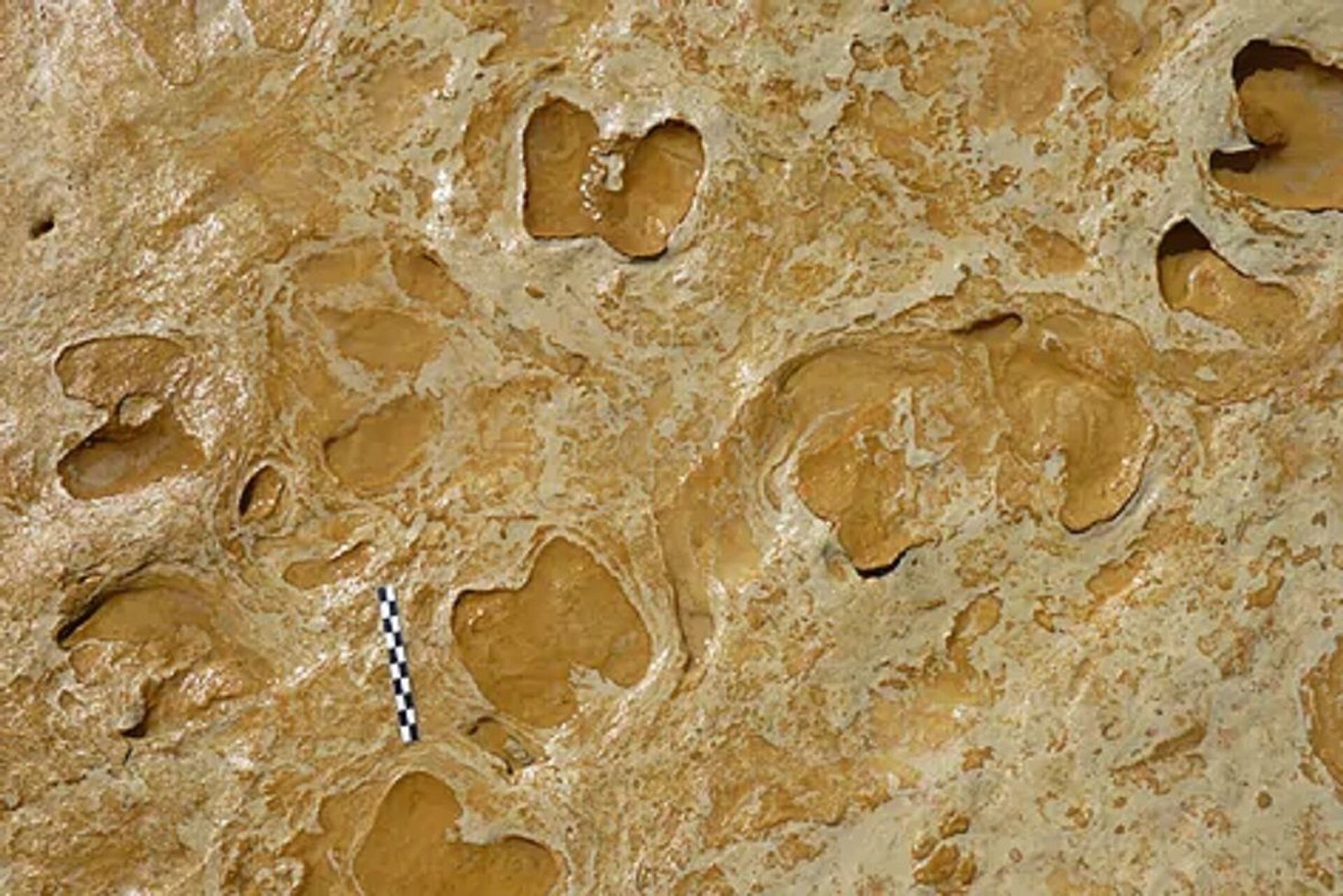 Pegadas mais antigas já vistas de Neandertais são encontradas na península ibérica (FOTOS) - Sputnik Brasil, 1920, 07.02.2021