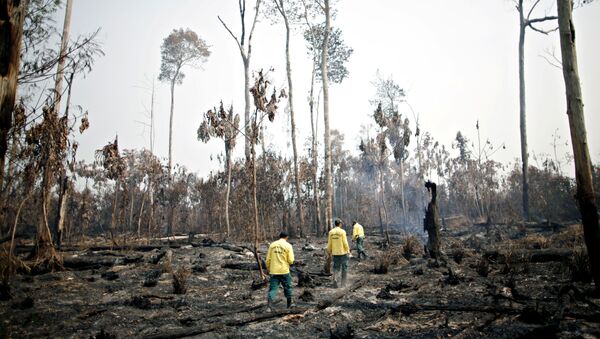 Brigada do IBAMA tentam controlar focos de incêndio em Apui, no Amazonas - Sputnik Brasil