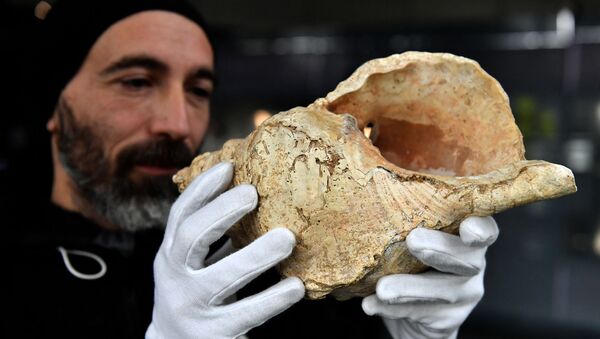 Concha foi encontrada na caverna de Marsoulas - Sputnik Brasil
