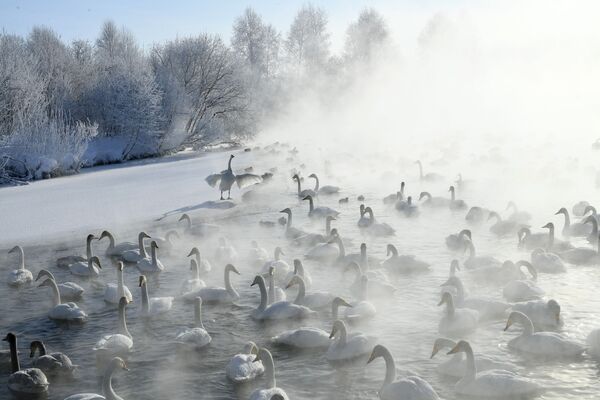 Cisnes-bravos no lago Lebedinoe, na república de Altai, Rússia - Sputnik Brasil