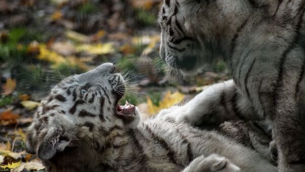Filhotes de tigre branco brincando - Sputnik Brasil