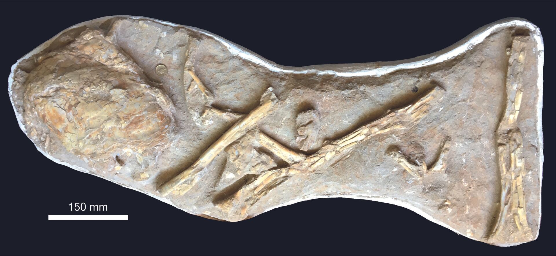 Fóssil de 'pterodáctilo' era na verdade de peixe das antiguidades maior que tubarão-branco (FOTOS) - Sputnik Brasil, 1920, 16.02.2021