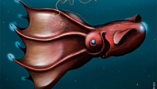 Vampyroteuthis infernalis (representação artística) - Sputnik Brasil
