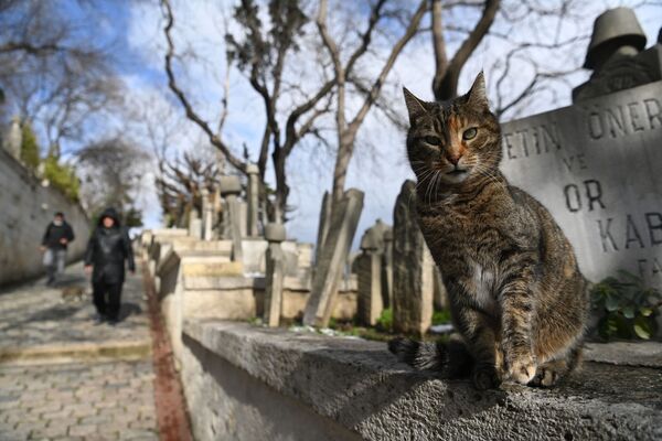 Gato em cemitério histórico de Istanbul, Turquia, após forte nevasca, 16 de fevereiro de 2021 - Sputnik Brasil