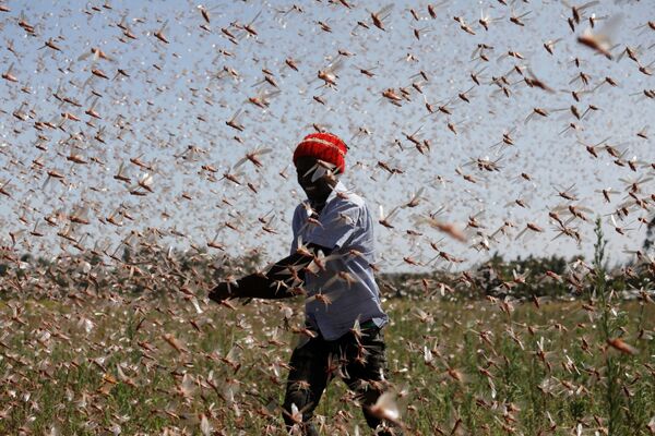 Homem tenta afastar enxame de gafanhotos do deserto de uma fazenda, perto da cidade de Rumuruti, Quênia, 1º de fevereiro de 2021 - Sputnik Brasil