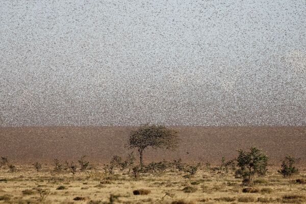 Enxame de gafanhotos do deserto voando perto da cidade de Rumuruti, Quênia, 31 de janeiro de 2021 - Sputnik Brasil