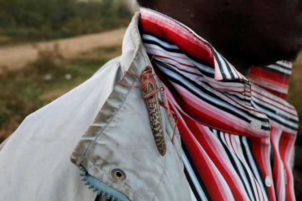 Gafanhoto pousado na camisa de um homem perto da cidade de Rumuruti, Quênia, 3 de fevereiro de 2021 - Sputnik Brasil
