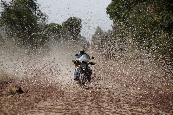 Homem andando de motocicleta passando por enxame de gafanhotos do deserto perto da cidade de Rumuruti, Quênia, 1º de fevereiro de 2021 - Sputnik Brasil