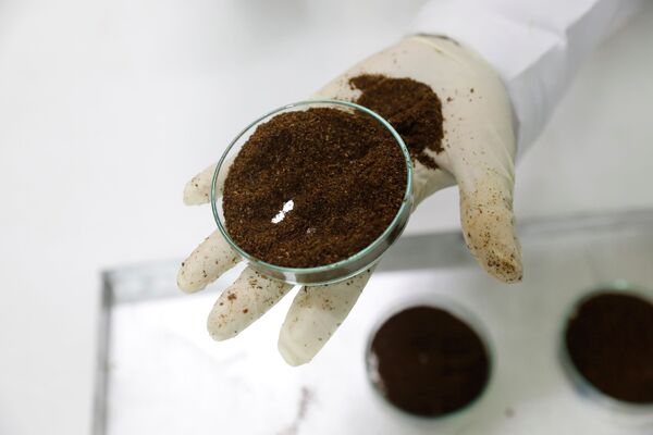 Gerente de laboratório segura prato contendo gafanhotos do deserto terrestre no laboratório Spectralab, em Nairóbi, Quênia, 16 de fevereiro de 2021 - Sputnik Brasil