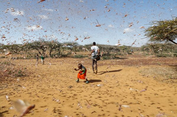 Criança tenta afugentar enxame de gafanhotos do deserto em Naiperere, Quênia, 30 de janeiro de 2021 - Sputnik Brasil