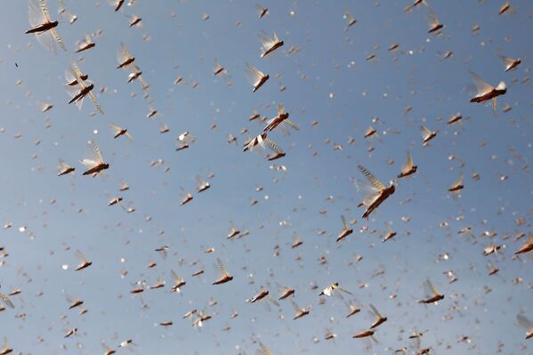 Gafanhotos do deserto voam perto da cidade de Rumuruti, Quênia, 1º de fevereiro de 2021 - Sputnik Brasil