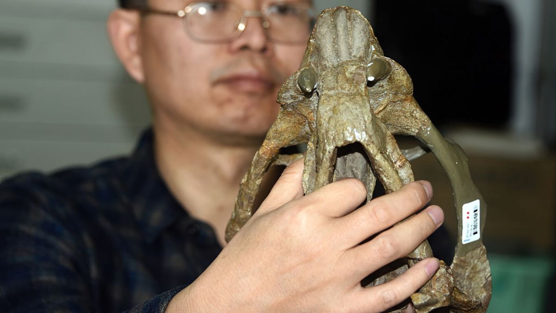 Descobrem na China nova espécie de réptil com 2 presas que viveu há 250 milhões de anos (FOTOS) - Sputnik Brasil, 1920, 27.02.2021