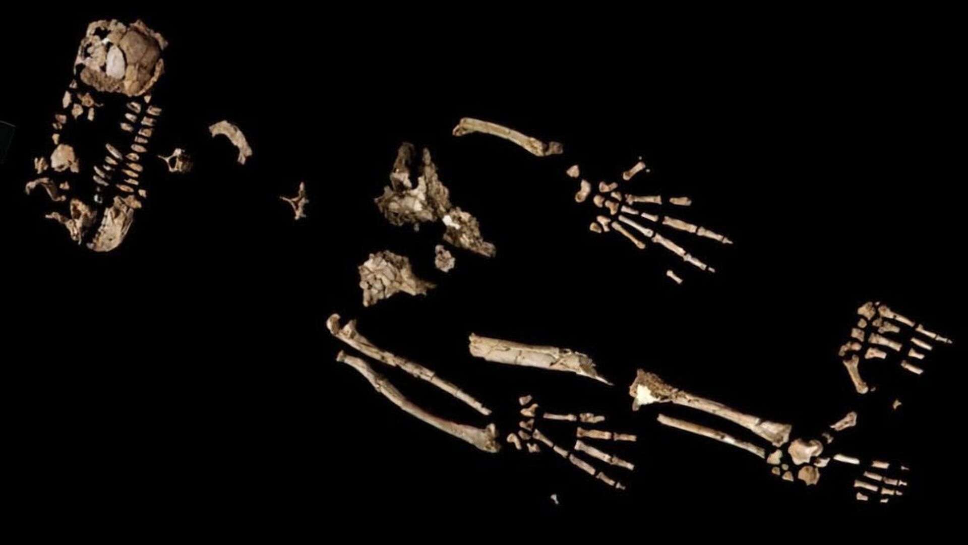 Mão de antepassado dos humanos revelaria 'grande salto evolutivo', diz estudo (FOTO) - Sputnik Brasil, 1920, 27.02.2021