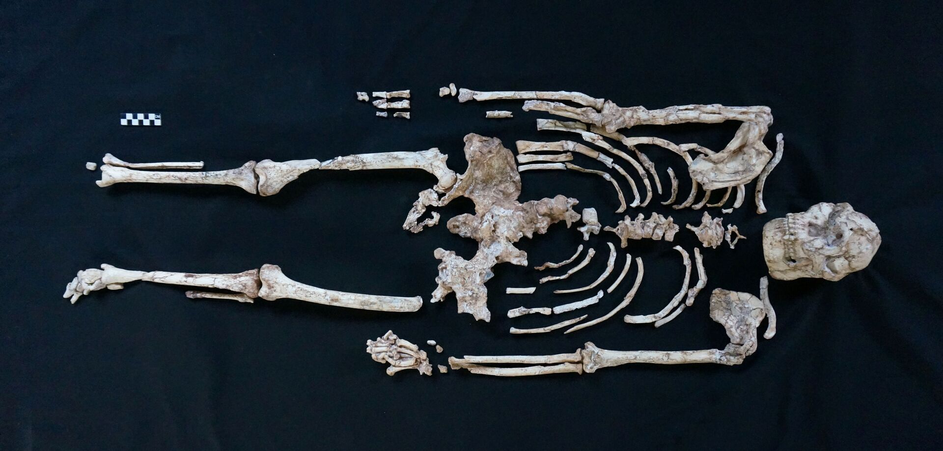 Fóssil de 'Little Foot' revela enigmas de antepassados dos seres humanos (FOTOS) - Sputnik Brasil, 1920, 02.03.2021