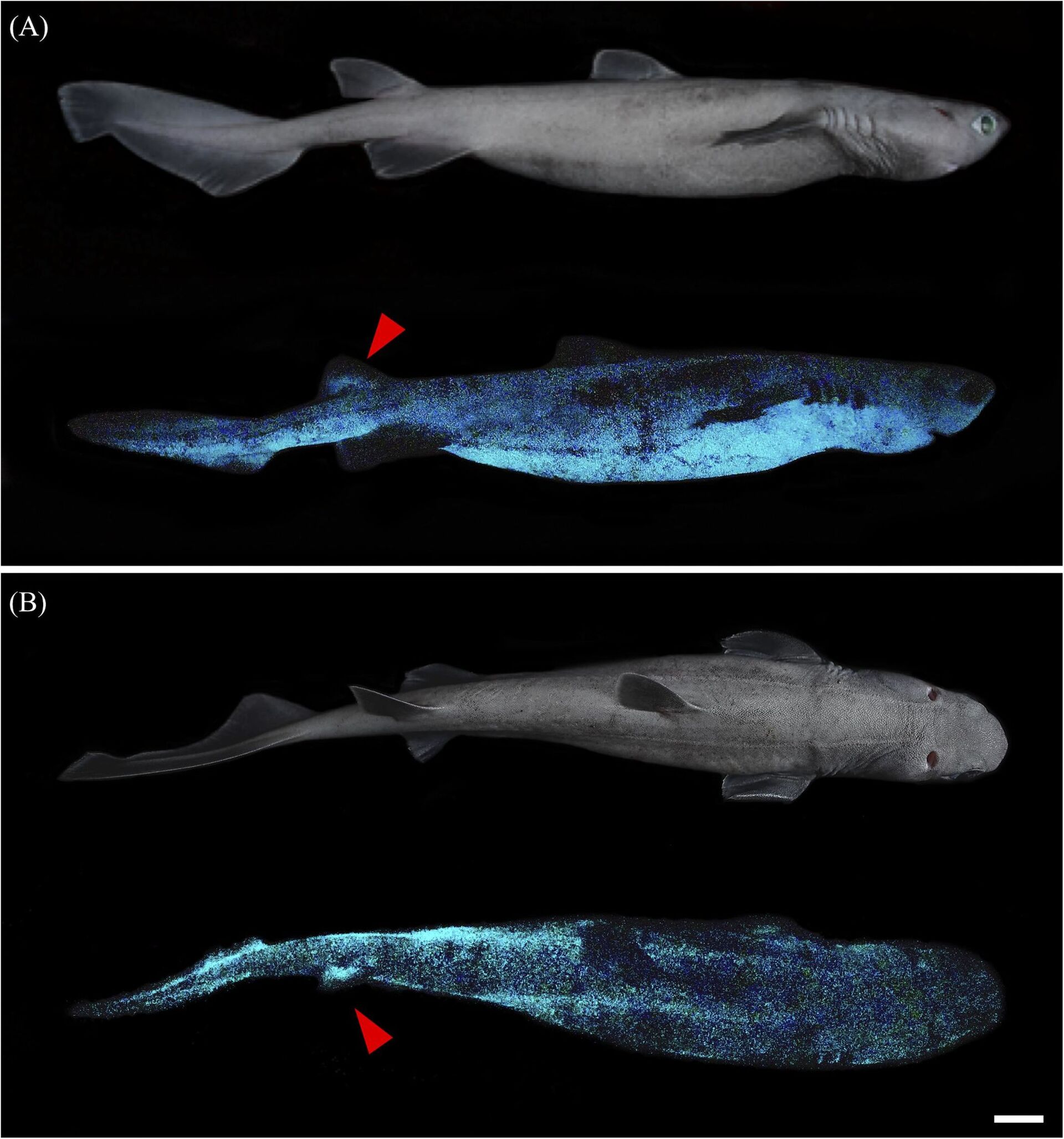 Predador brilhante: cientistas descobrem maior tubarão que emite luz (FOTOS) - Sputnik Brasil, 1920, 03.03.2021