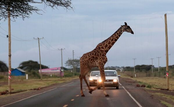 Girafa passa colando em fiação elétrica ao cruzar estrada no Quênia - Sputnik Brasil