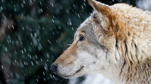 Lobo observa paisagem no Zoológico de Moscou enquanto a neve cai  - Sputnik Brasil