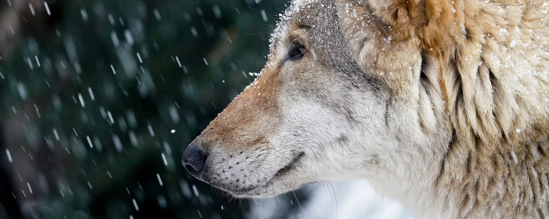 Lobo observa paisagem no Zoológico de Moscou enquanto a neve cai - Sputnik Brasil, 1920, 19.09.2022