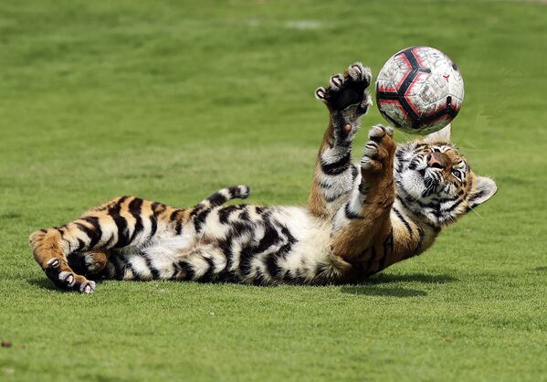 Filhote de tigre joga bola em zoológico privado nos Emirados Árabes Unidos, 2 de março de 2021 - Sputnik Brasil