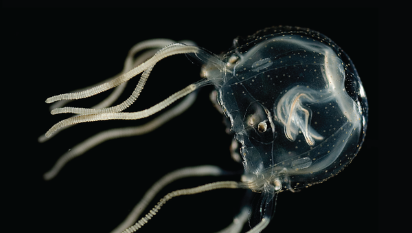 Tripedalia cystophora, espécie de medusa (imagem referencial) - Sputnik Brasil
