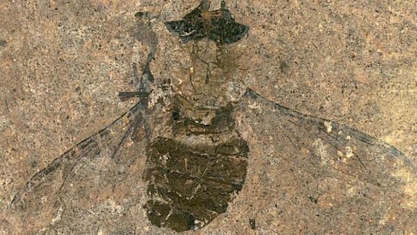 Fóssil de mosca de 47 milhões de anos encontrado na Alemanha - Sputnik Brasil