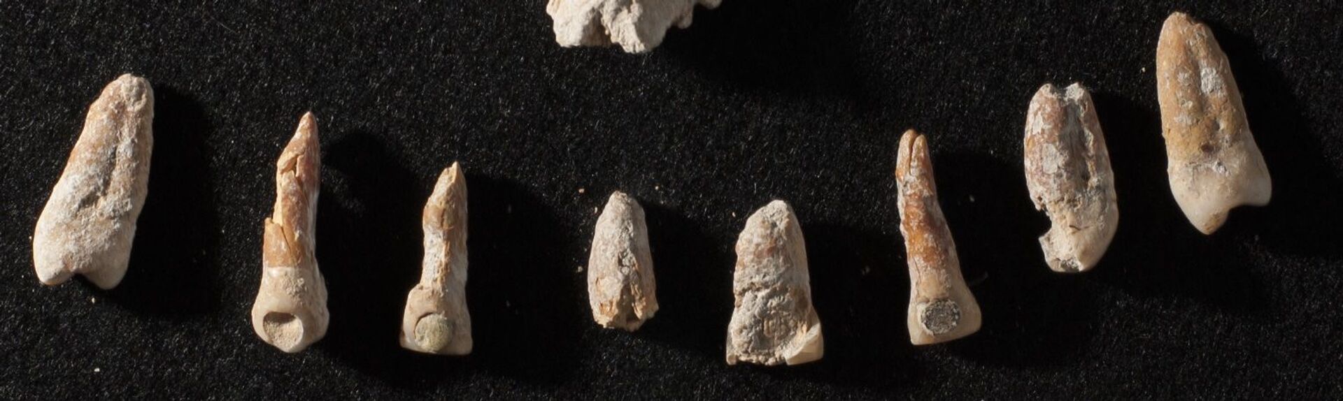 Restos cranianos e dentais encontrados no México revelam vida de embaixador maia (FOTOS) - Sputnik Brasil, 1920, 18.03.2021