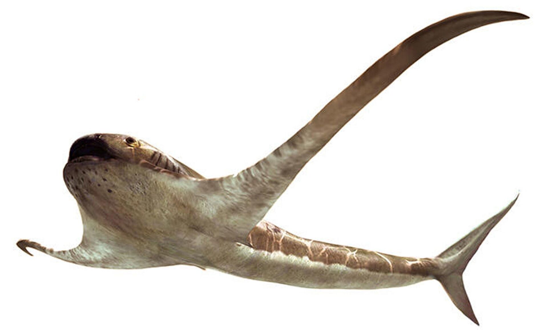 Tubarão com 'asas' que nadava pelos mares do México há 93 milhões de anos é descoberto (FOTOS) - Sputnik Brasil, 1920, 19.03.2021