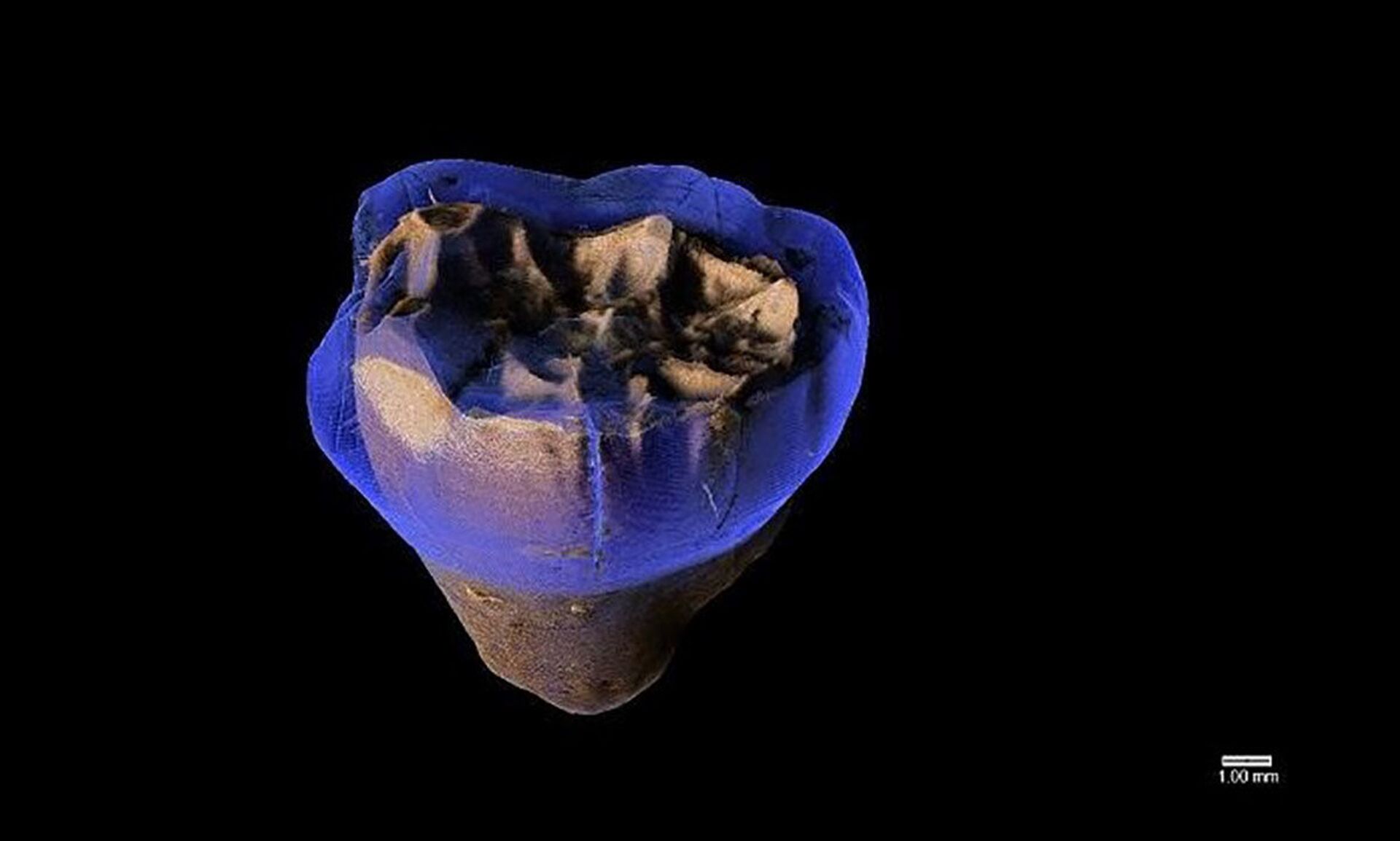 Neandertais de cerca de 46 mil anos atrás usavam 'palitos de dente', diz estudo (FOTOS) - Sputnik Brasil, 1920, 19.03.2021