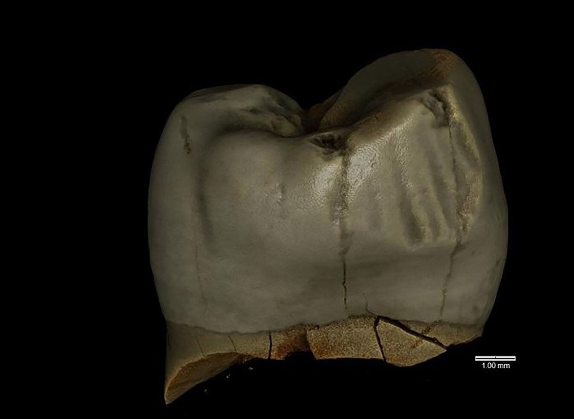 Neandertais de cerca de 46 mil anos atrás usavam 'palitos de dente', diz estudo (FOTOS) - Sputnik Brasil, 1920, 19.03.2021