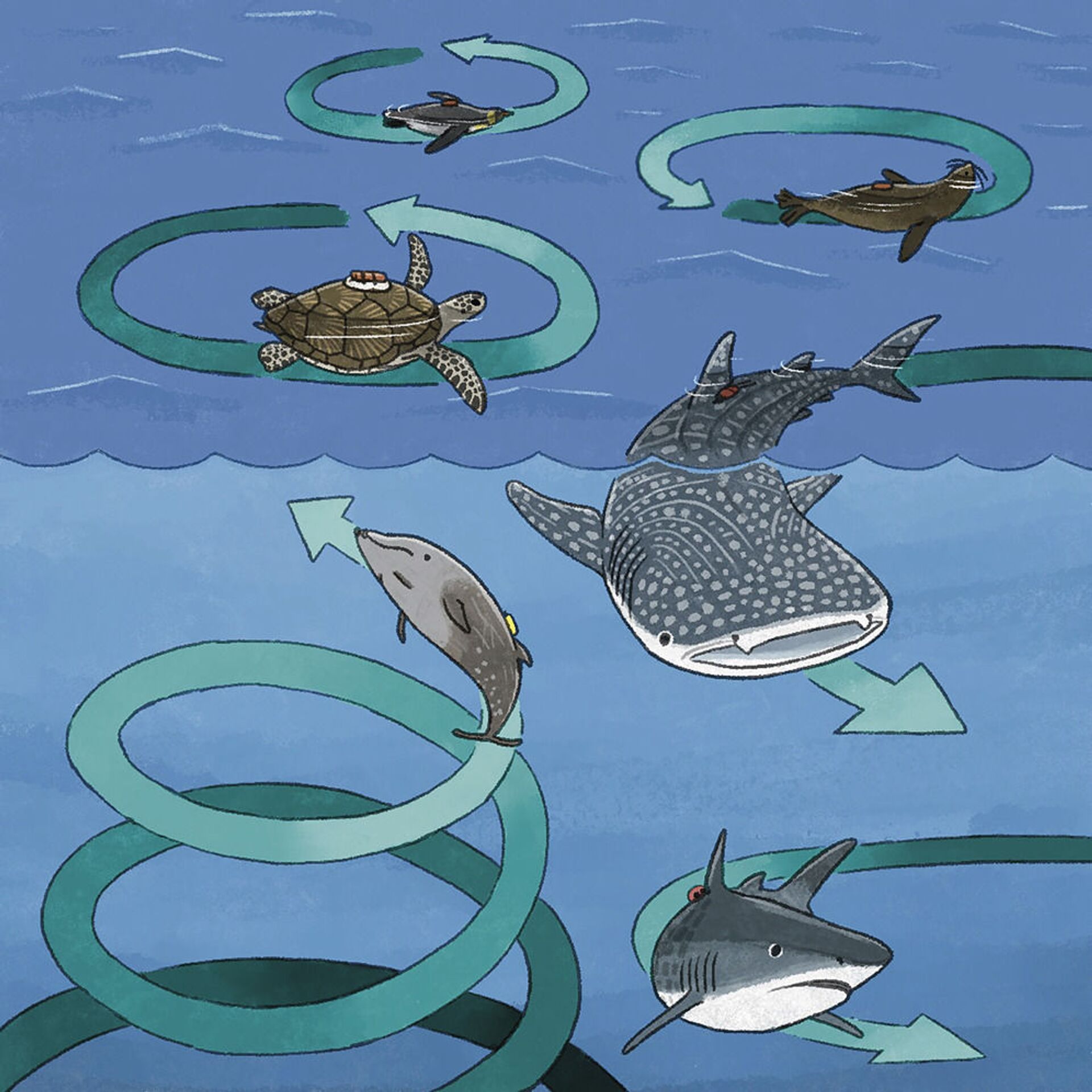 Enigmático movimento em círculo capturado em tubarões, pinguins e tartarugas (IMAGEM) - Sputnik Brasil, 1920, 19.03.2021
