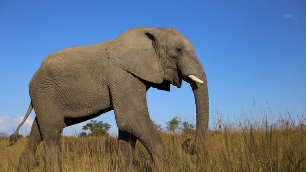 Um elefante africano - Sputnik Brasil