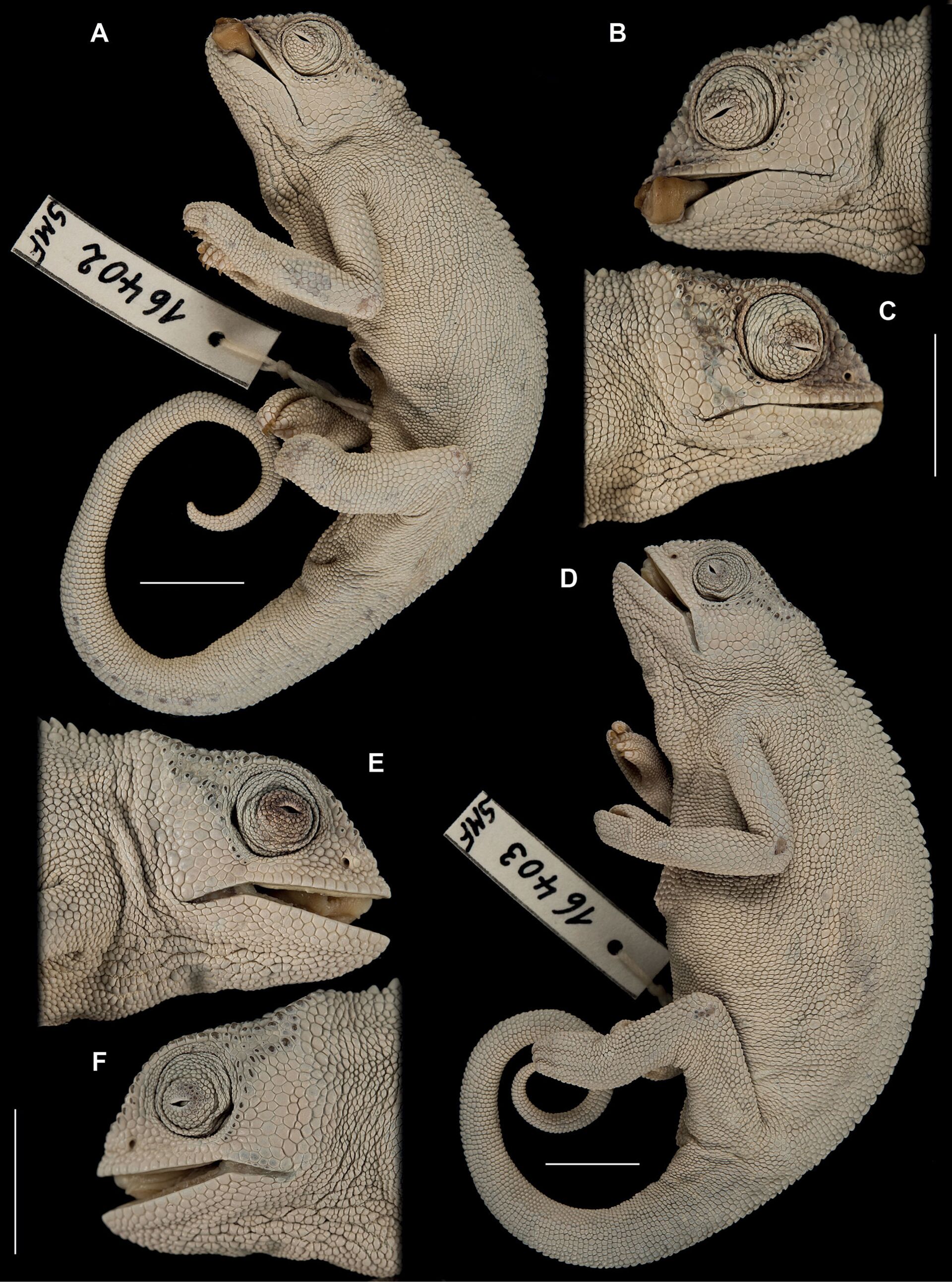 Descoberta nova espécie de camaleão endêmica das montanhas centrais da Etiópia (FOTOS) - Sputnik Brasil, 1920, 24.03.2021