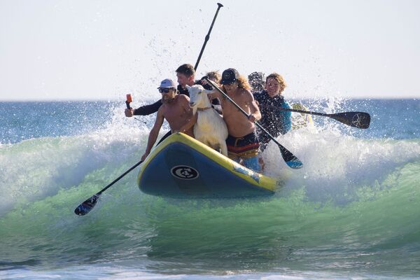 Pessoas surfam com uma cabra em San Clemente, Califórnia
 - Sputnik Brasil