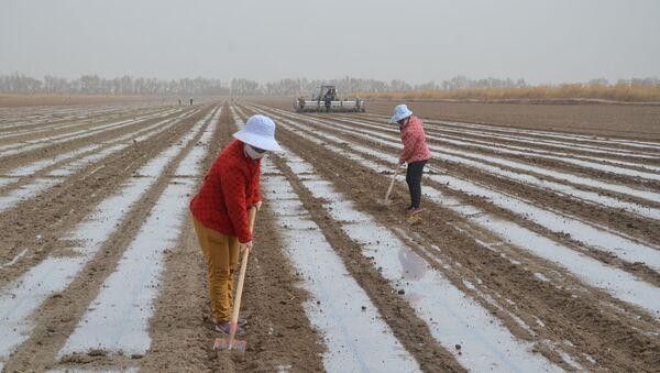 Máquina semeadora lança sementes perto de trabalhadores no campo de algodão do Corpo de Produção e Construção de Xinjiang, região autônoma Uigur de Xinjiang, China, 26 de março de 2021 - Sputnik Brasil