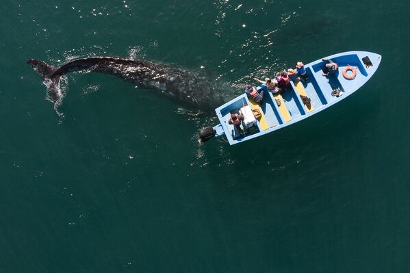 Imagem aérea de baleia-cinzenta ao lado de barco com observadores, México, 27 de março de 2021 - Sputnik Brasil