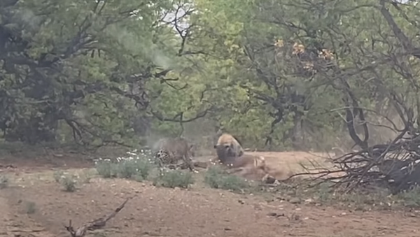 Hiena e leopardo disputam presa em reserva natural na África do Sul - Sputnik Brasil