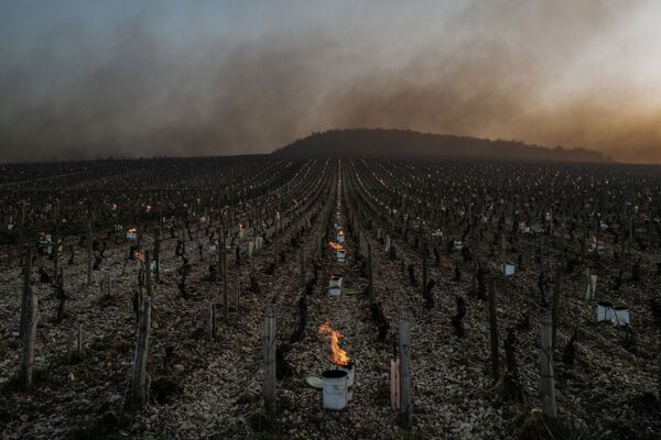 Velas contra geada ardem ao nascer do sol no vinhedo de Daniel-Etienne Defaix, França, 7 de abril de 2021, já que as temperaturas caíram abaixo de zero durante a noite - Sputnik Brasil