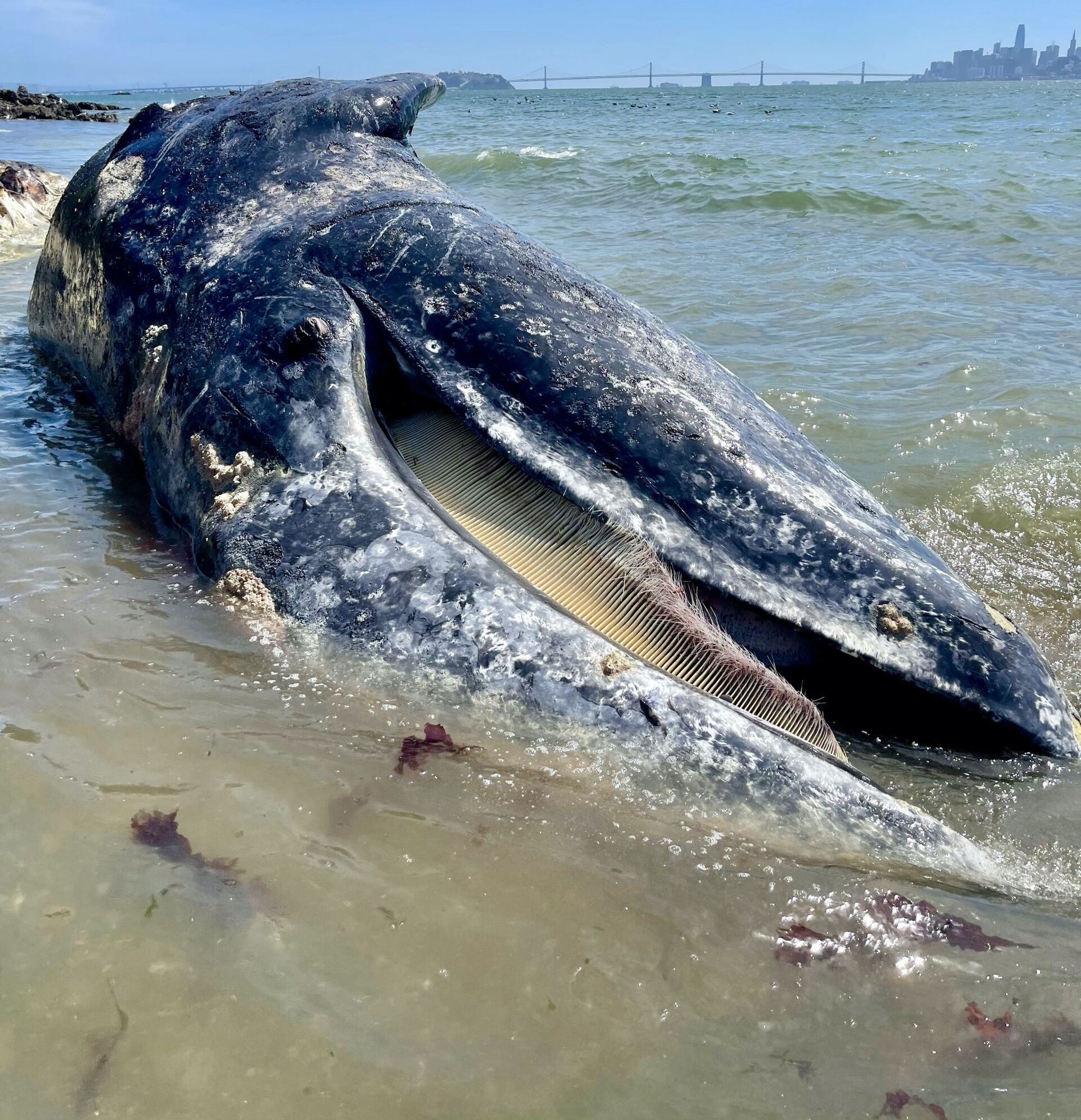 Em apenas 9 dias, 4 baleias aparecem mortas em São Francisco, informa mídia (FOTOS) - Sputnik Brasil, 1920, 10.04.2021