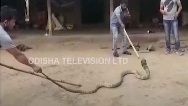 Cobra de quatro metros resgatada em aldeia indiana - Sputnik Brasil