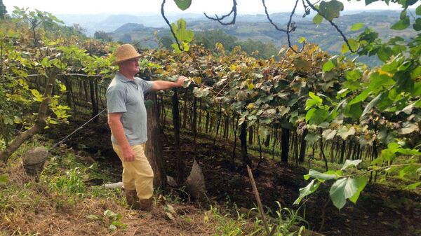 O produtor Raimundo Zucchi, em sua propriedade na Linha Eulália, zona rural de Bento Gonçalves, onde planta sete variedades de uva - Sputnik Brasil