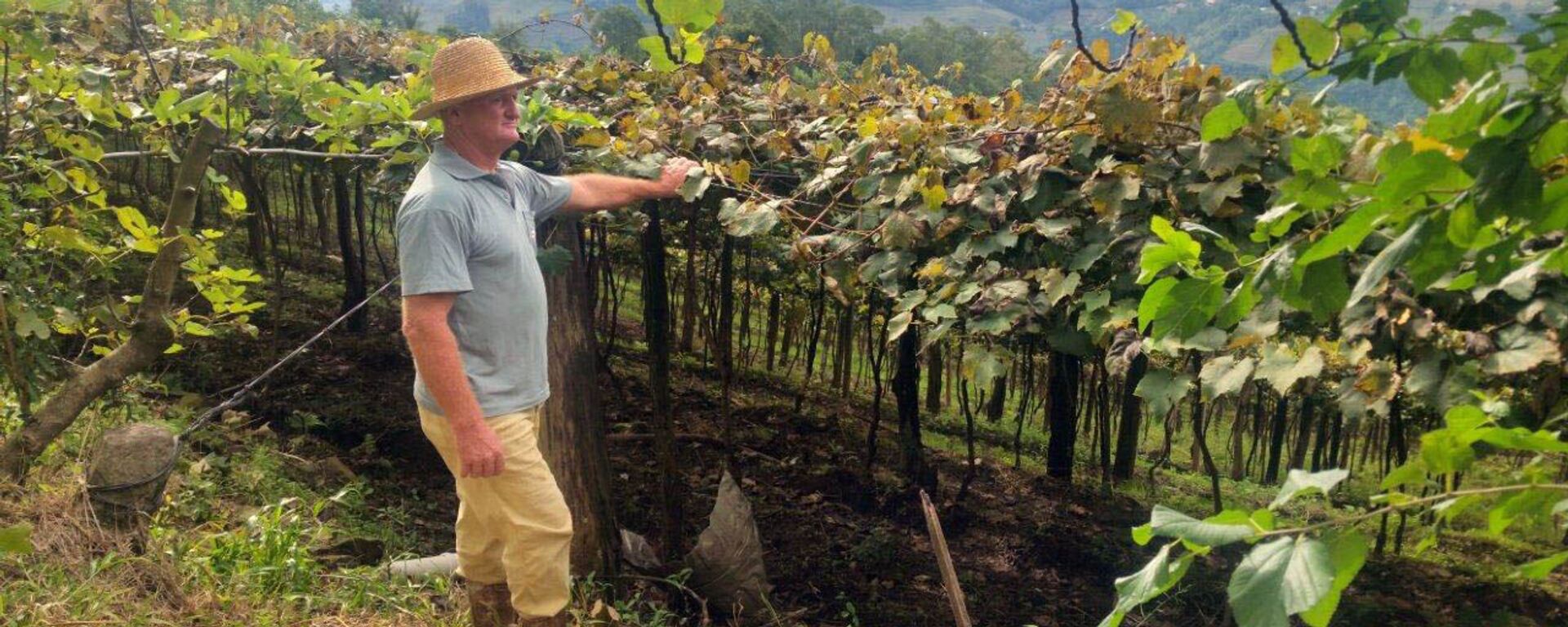 O produtor Raimundo Zucchi, em sua propriedade na Linha Eulália, zona rural de Bento Gonçalves, onde planta sete variedades de uva - Sputnik Brasil, 1920, 13.04.2021