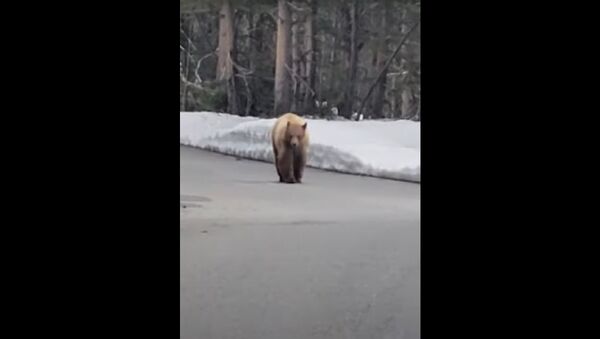 Me deixe em paz! Urso faminto persegue rapaz em parque nos EUA - Sputnik Brasil
