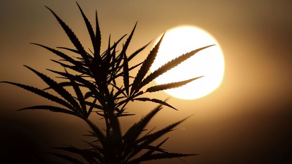 Folhas de uma planta da linhagem de maconha aparecem em silhueta quando o sol se põe em uma plantação de cannabis medicinal - Sputnik Brasil
