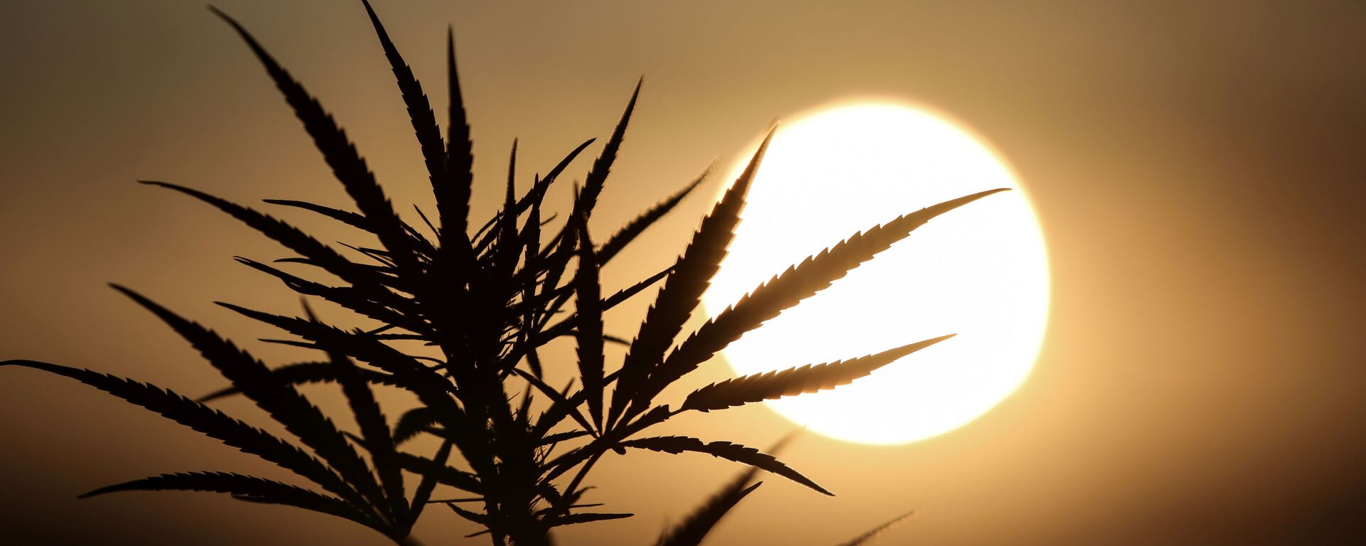 Folhas de uma planta da linhagem de maconha aparecem em silhueta quando o sol se põe em uma plantação de cannabis medicinal - Sputnik Brasil, 1920, 19.07.2021
