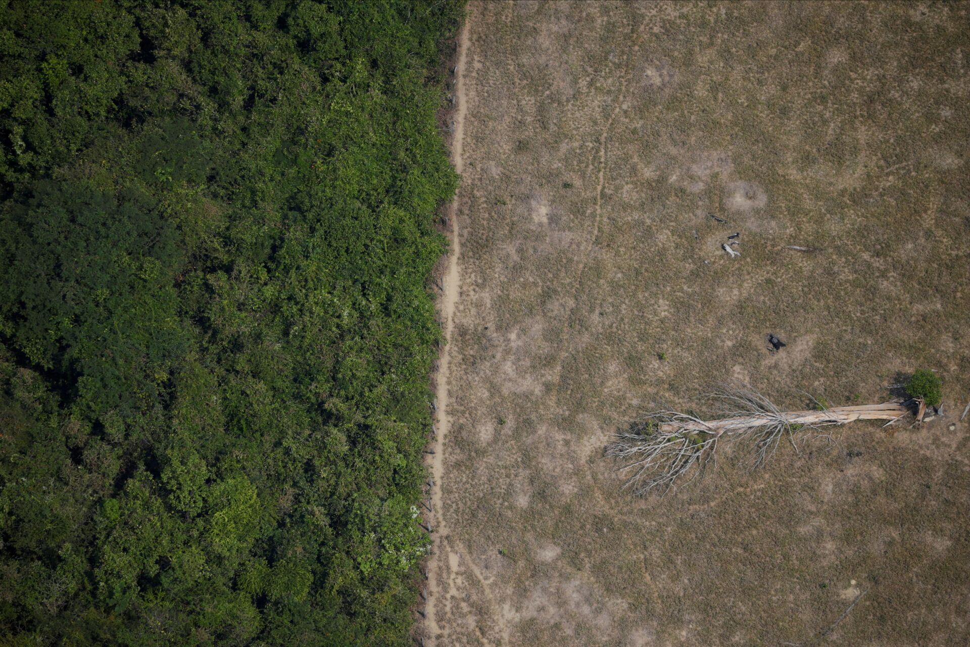 Área desmatada na Amazônia. - Sputnik Brasil, 1920, 09.11.2021
