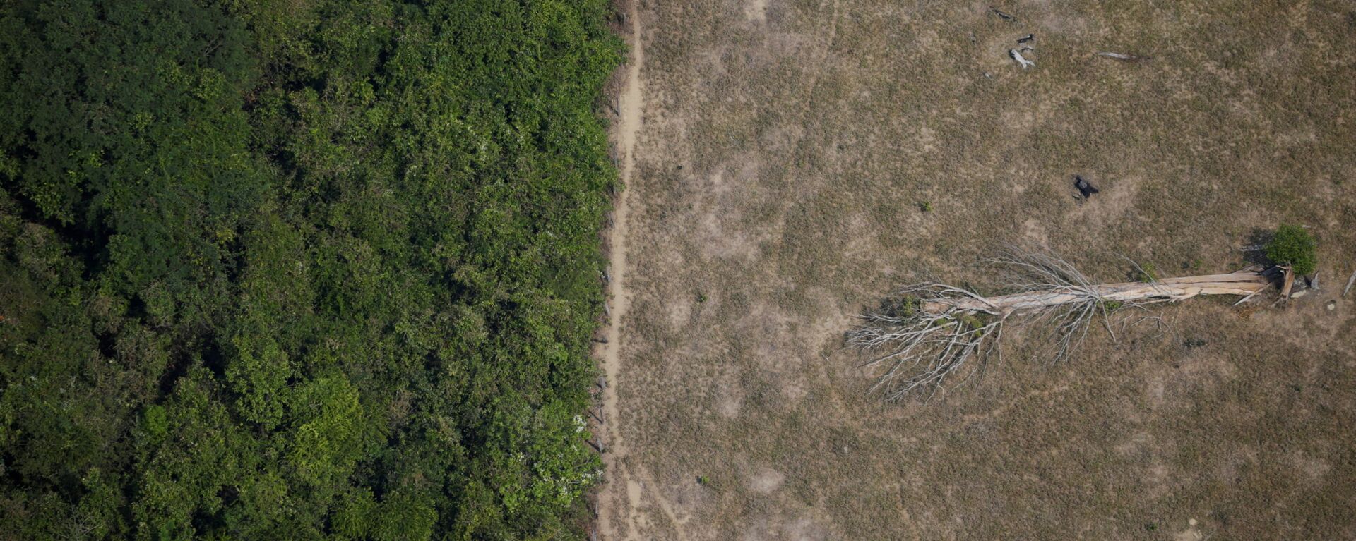 Área desmatada na Amazônia. - Sputnik Brasil, 1920, 06.05.2021
