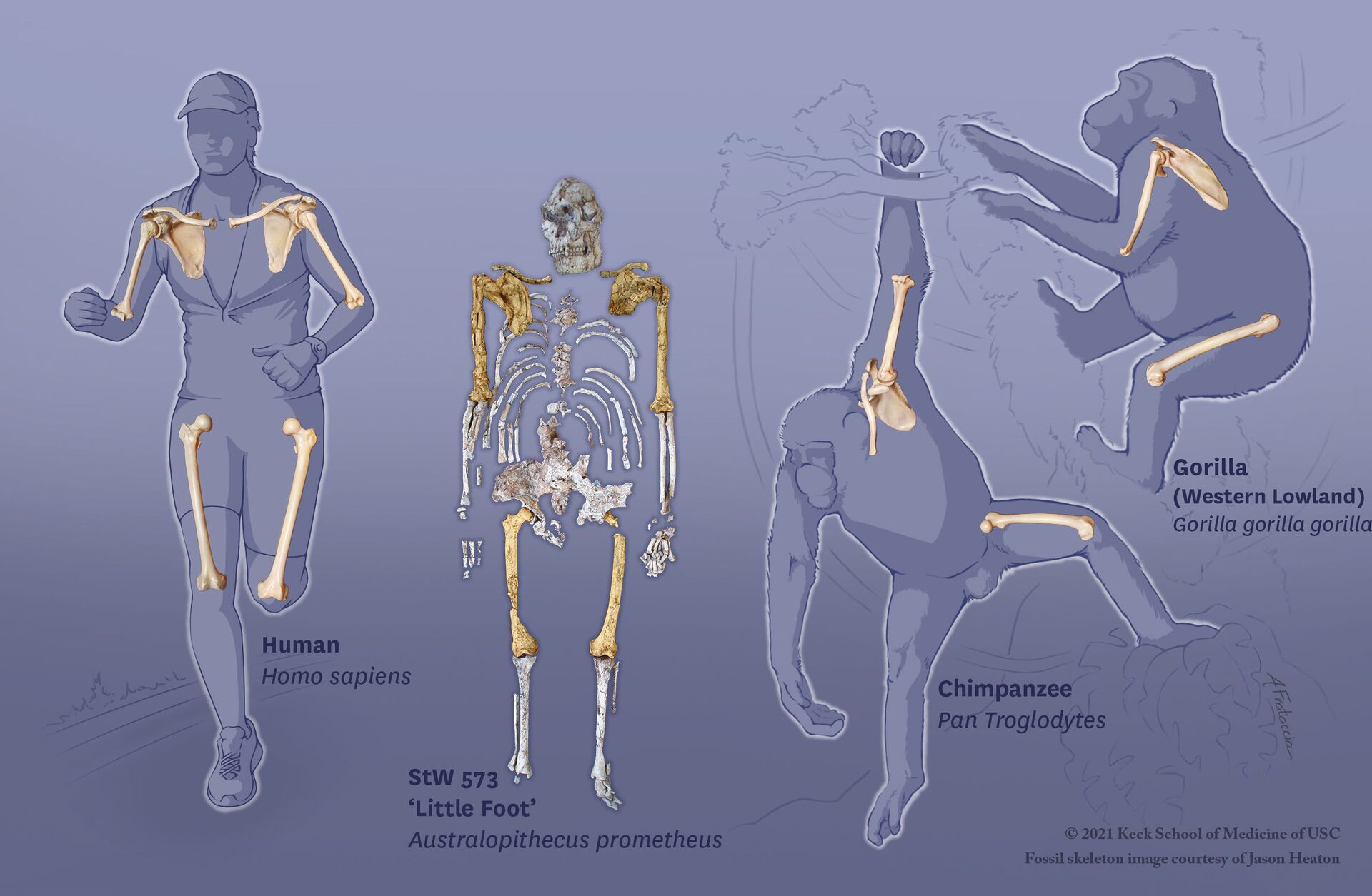 Pé Pequeno: esqueleto de antigo parente humano revela que ancestrais se balançavam em árvores (FOTO) - Sputnik Brasil, 1920, 23.04.2021