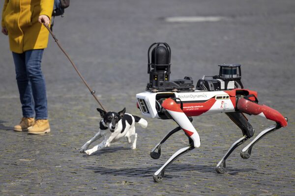 Spot, um robô com movimentos parecidos aos de um animal, passa por um cachorro na Praça de Catedral em Erforte, Alemanha, 20 de abril de 2021 - Sputnik Brasil