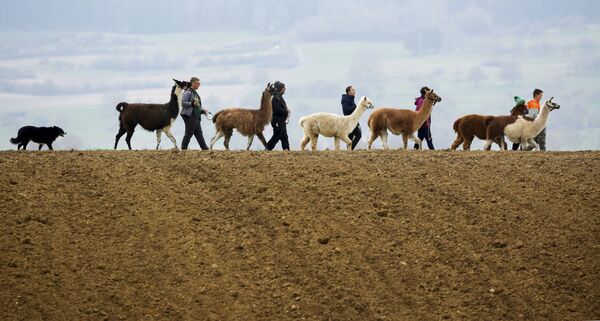 Família passeia com suas lhamas, alpacas e cachorro em estrada rural em Waldhausen, Alemanha, 18 de abril de 2021 - Sputnik Brasil